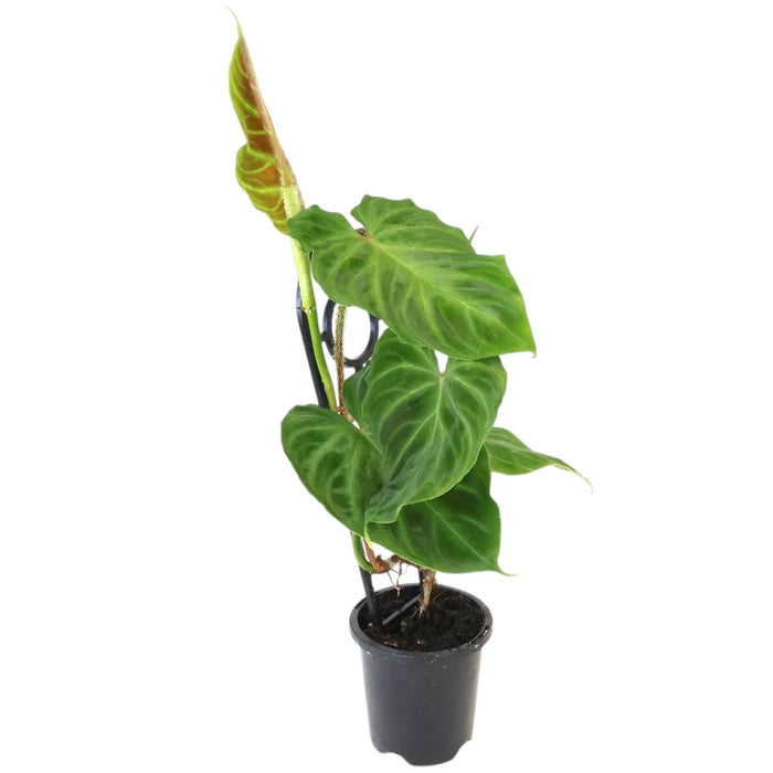 Philodendron Verrucosum 90mm