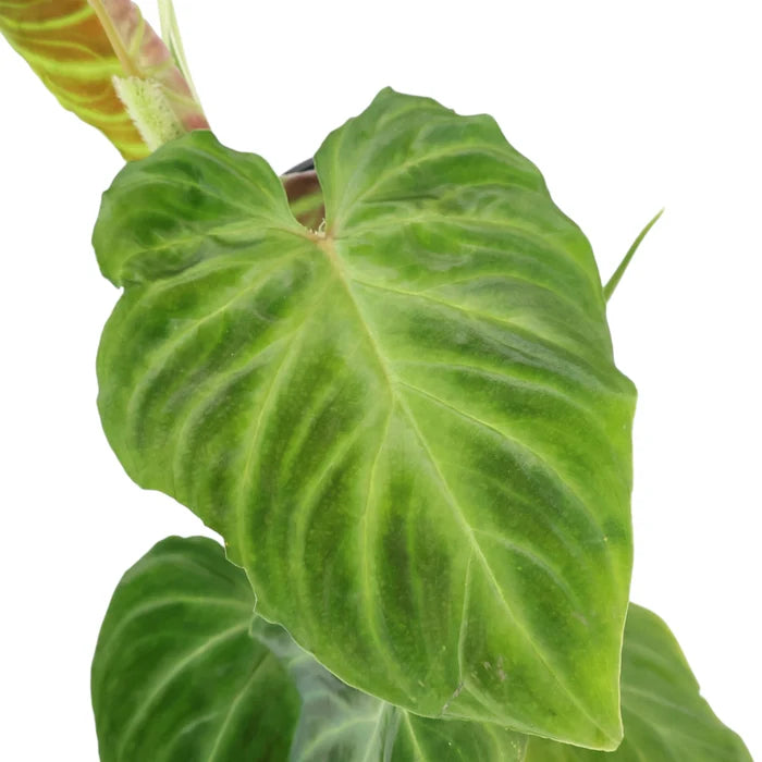 Philodendron Verrucosum 90mm