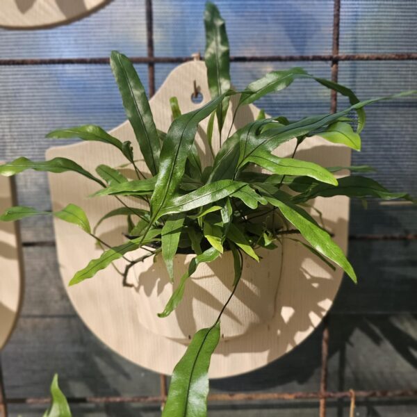 Plant Shield (no plant) Cream open cup