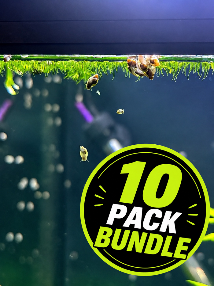 Pond Snail - 10 Pack Bundle