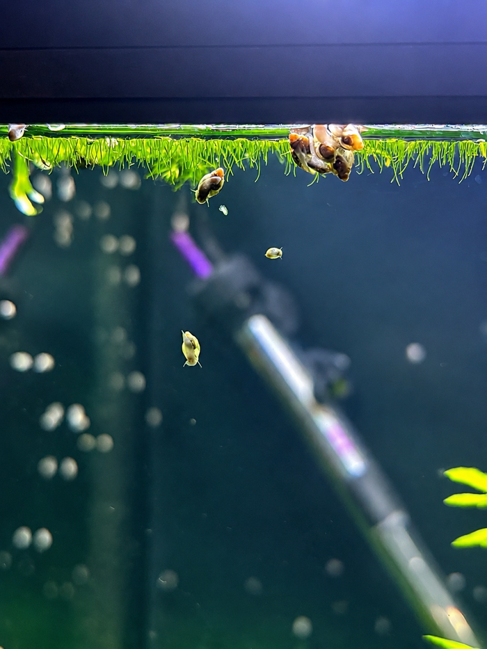 Pond Snail - 10 Pack Bundle