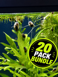 Pond Snail - 20 Pack Bundle