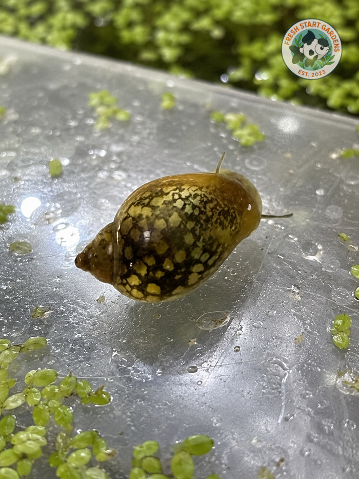 Pond Snail - 20 Pack Bundle