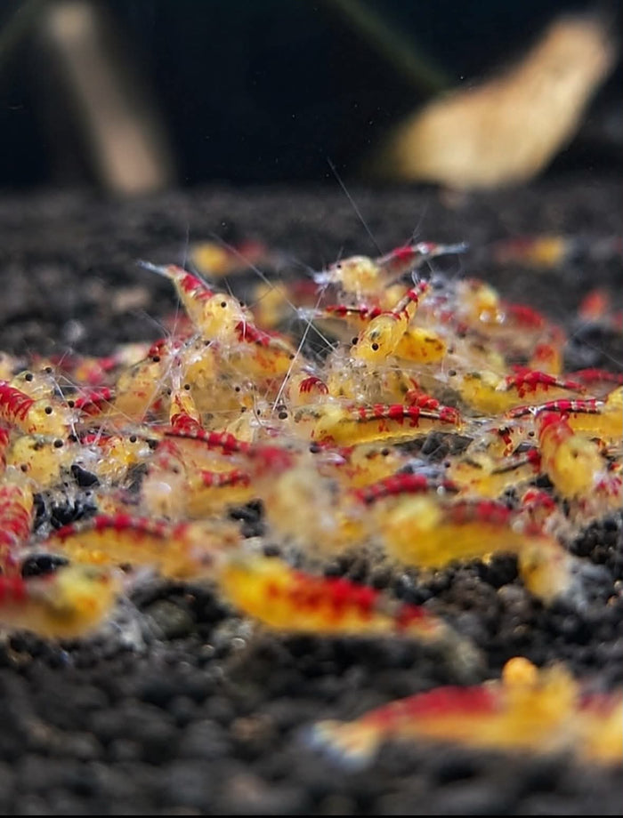 Red Calico Dragon Shrimp (COMING BACK SOON)
