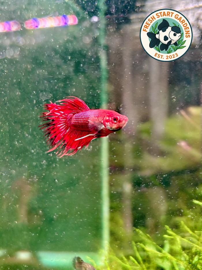 Red Crowntail Betta + Extras