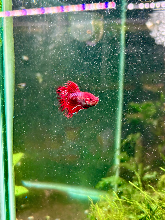Red Crowntail Betta + Extras