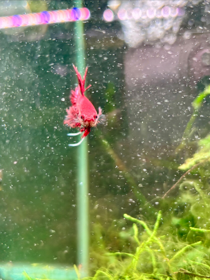 Red Crowntail Betta + Extras