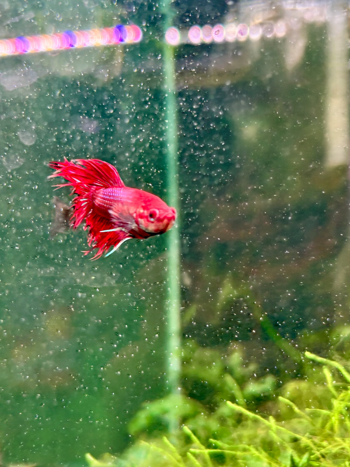 Red Crowntail Betta + Extras