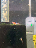 Red Rili Shrimp