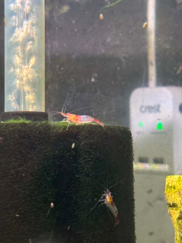 Red Rili Shrimp