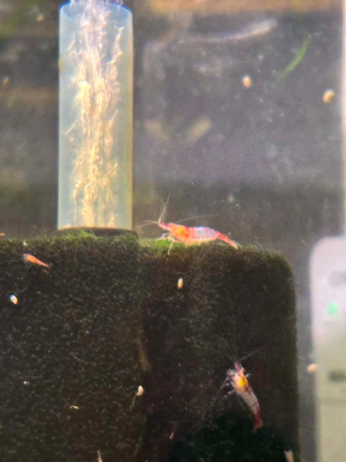 Red Rili Shrimp