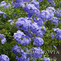 Royal Cape® Plumbago