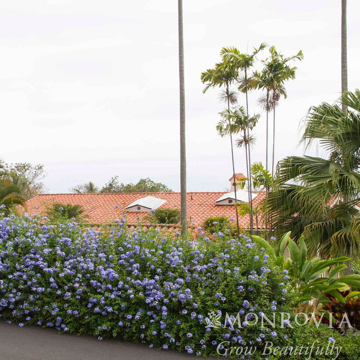 Royal Cape® Plumbago