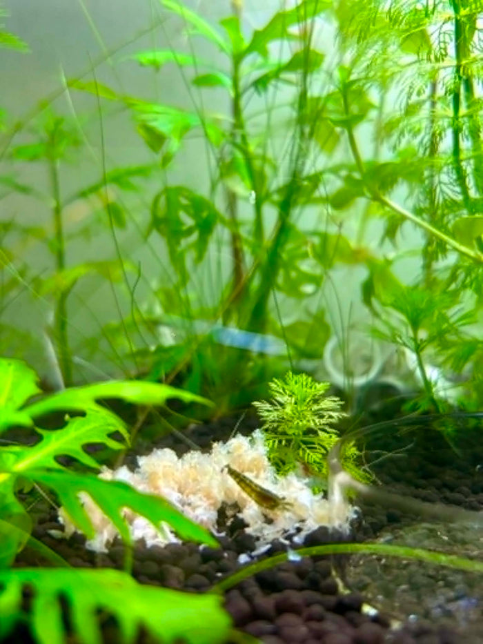 Shrimp Snow (Shrimp & Fish Flakes) 52g