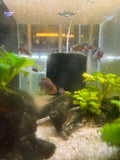 Similis Shell Dweller Cichlid