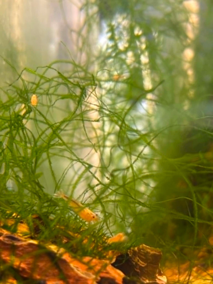 Snow White Shrimp