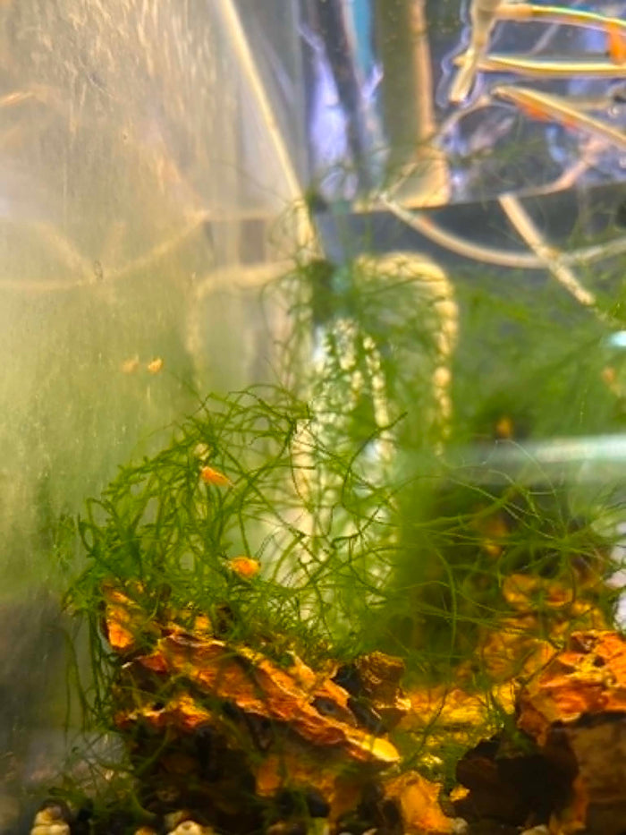 Snow White Shrimp