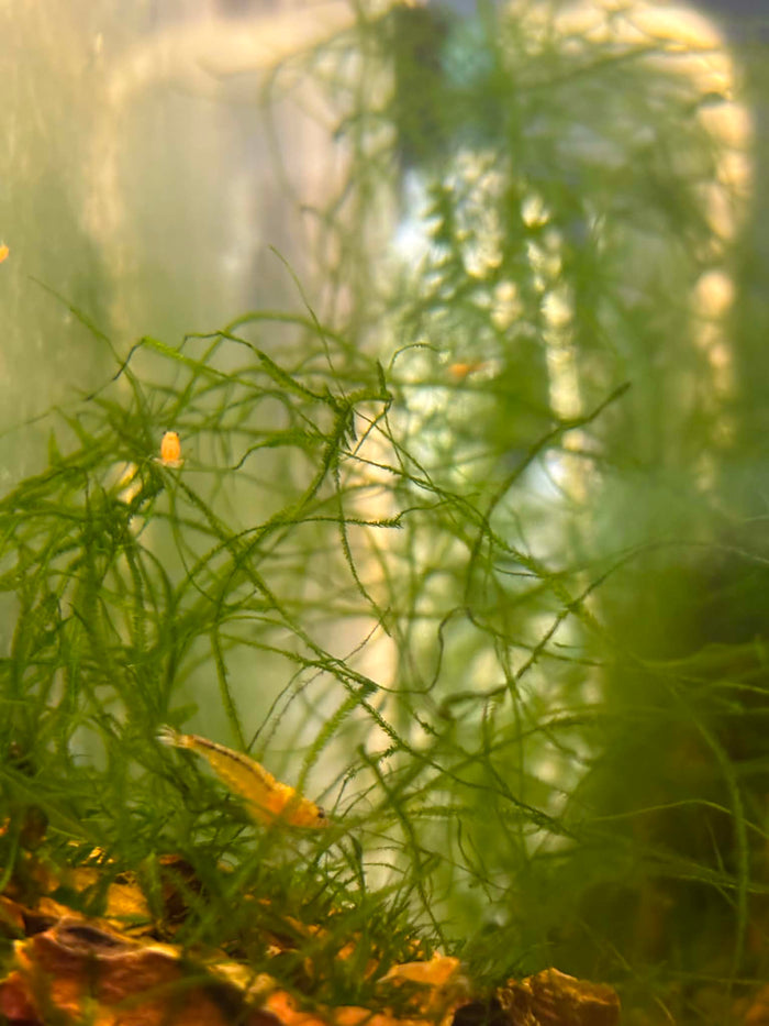 Snow White Shrimp