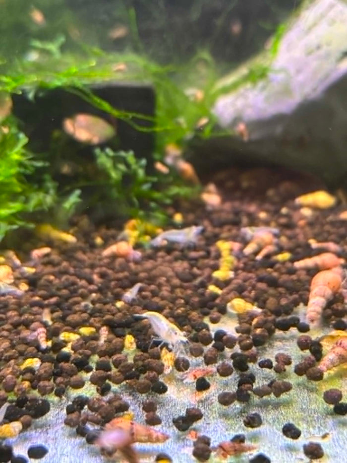 Snowball Shrimp