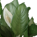 Spathiphyllum Platinum Mist 100mm