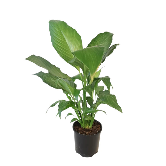 Spathiphyllum Platinum Mist 100mm