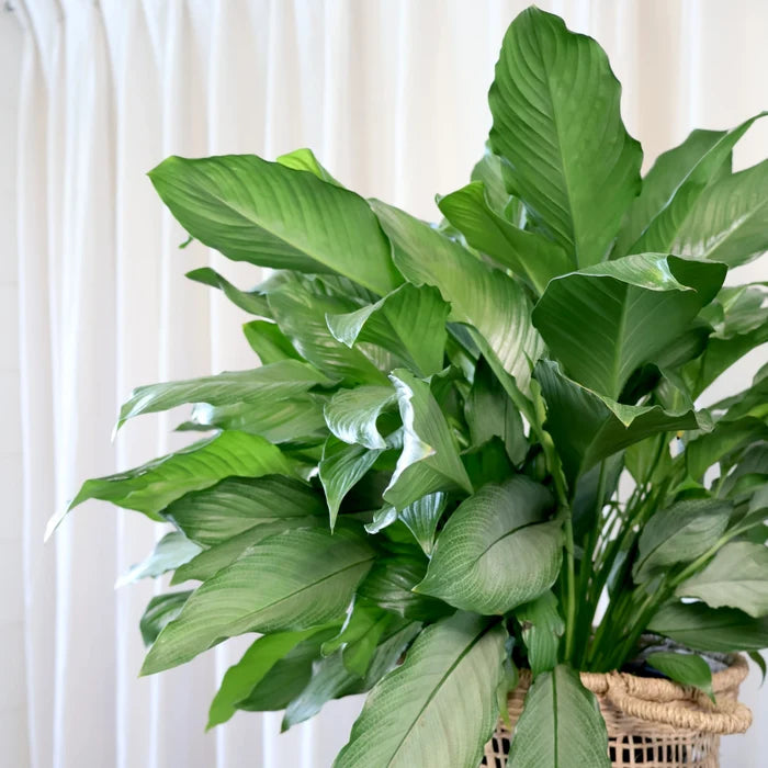 Spathiphyllum Platinum Mist 100mm