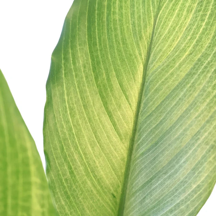 Spathiphyllum Platinum Mist 100mm