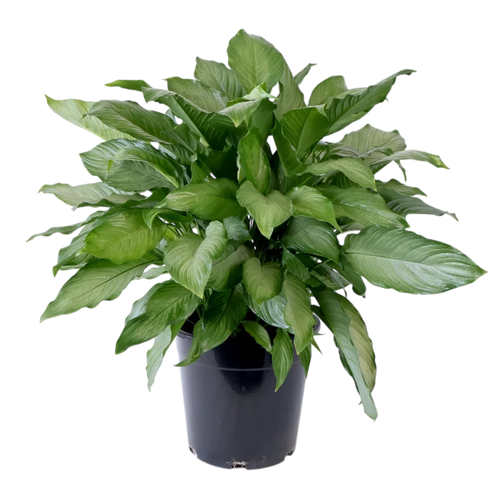Spathiphyllum Platinum Mist 200mm