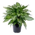 Spathiphyllum Platinum Mist 200mm