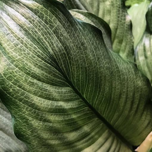 Spathiphyllum Platinum Mist 200mm
