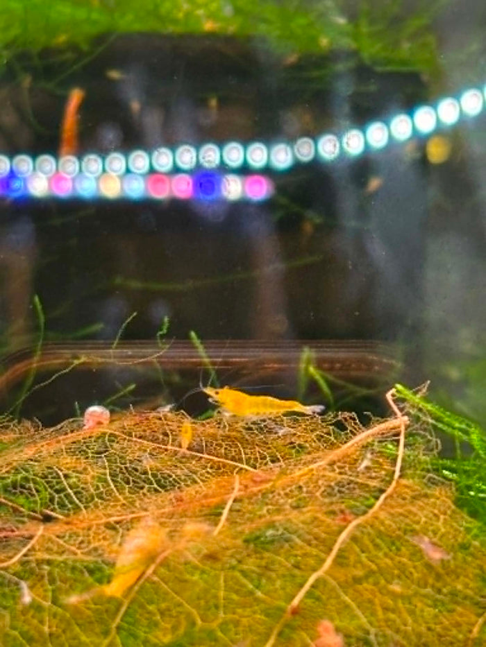Sunkist Shrimp