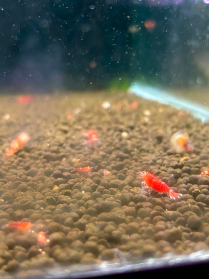 Super Crystal Red Shrimp