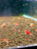 Super Crystal Red Shrimp