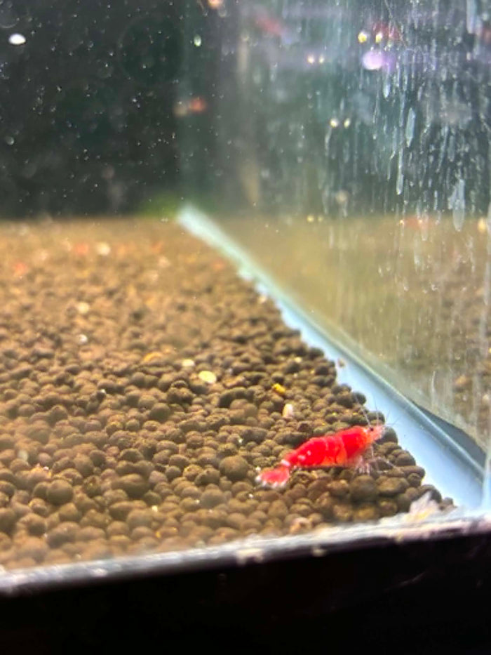 Super Crystal Red Shrimp