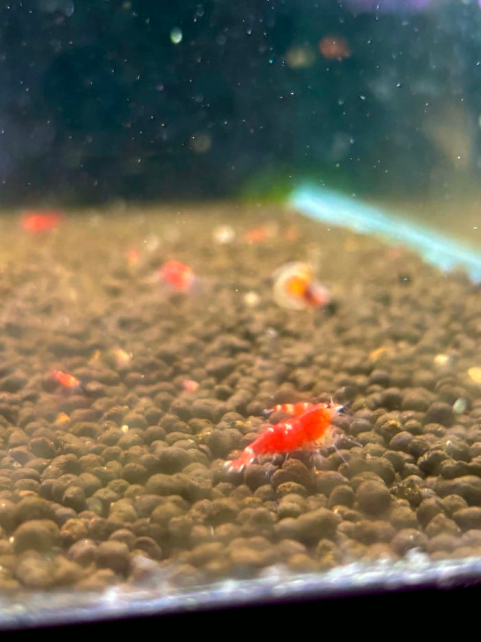 Super Crystal Red Shrimp