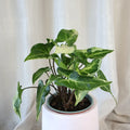 Syngonium 3 Kings 70mm