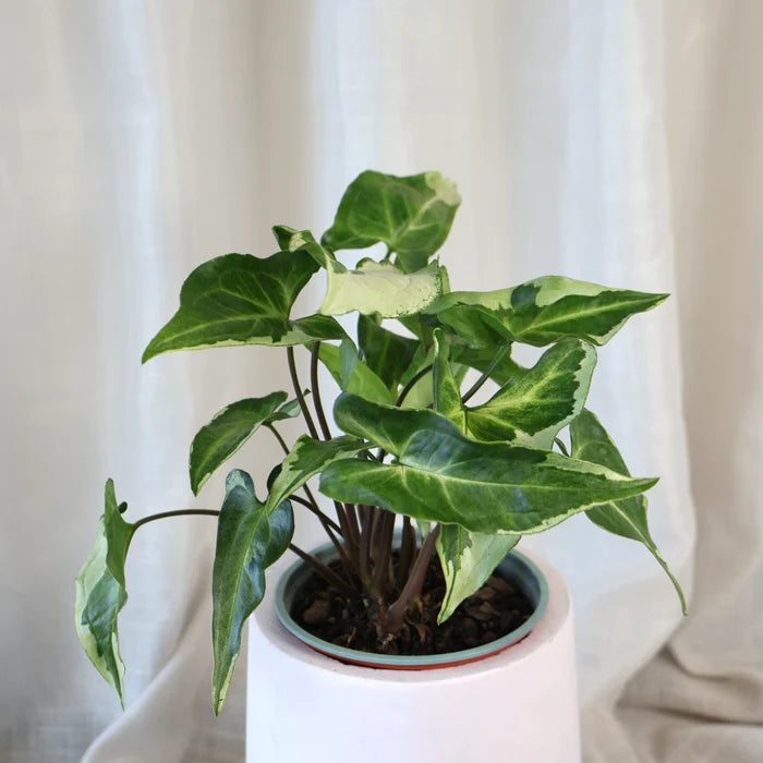 Syngonium 3 Kings 70mm