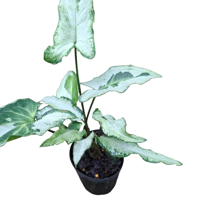 Syngonium 3 Kings 70mm
