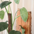 Syngonium Chiapense 200mm Totem (TALL!)
