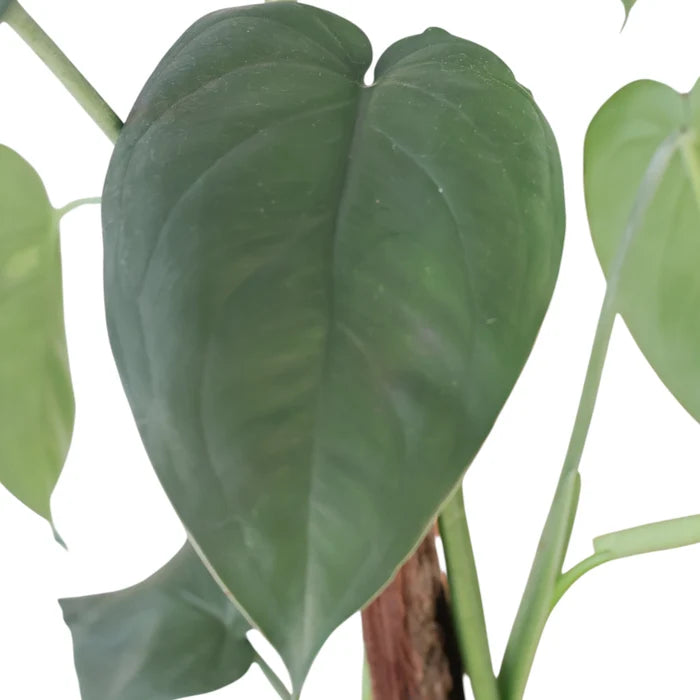 Syngonium Chiapense 200mm Totem (TALL!)
