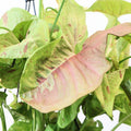 Syngonium Confetii 90mm