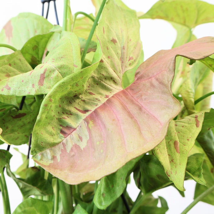 Syngonium Confetii 90mm