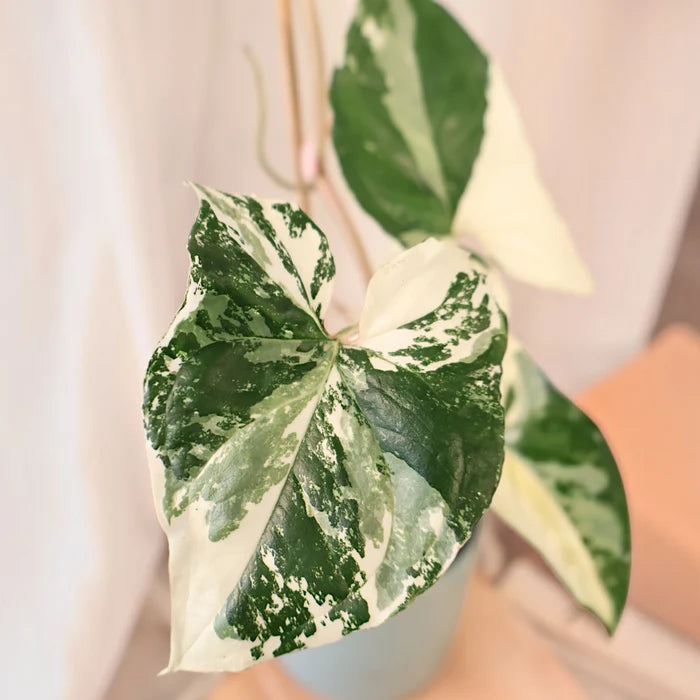 Syngonium Fantasy 100mm