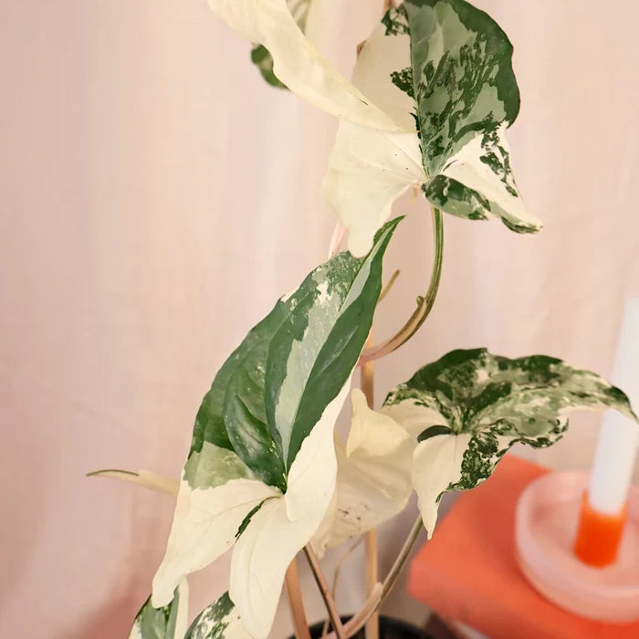 Syngonium Fantasy 100mm