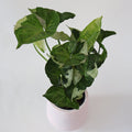 Syngonium Purple Butterfly 125mm