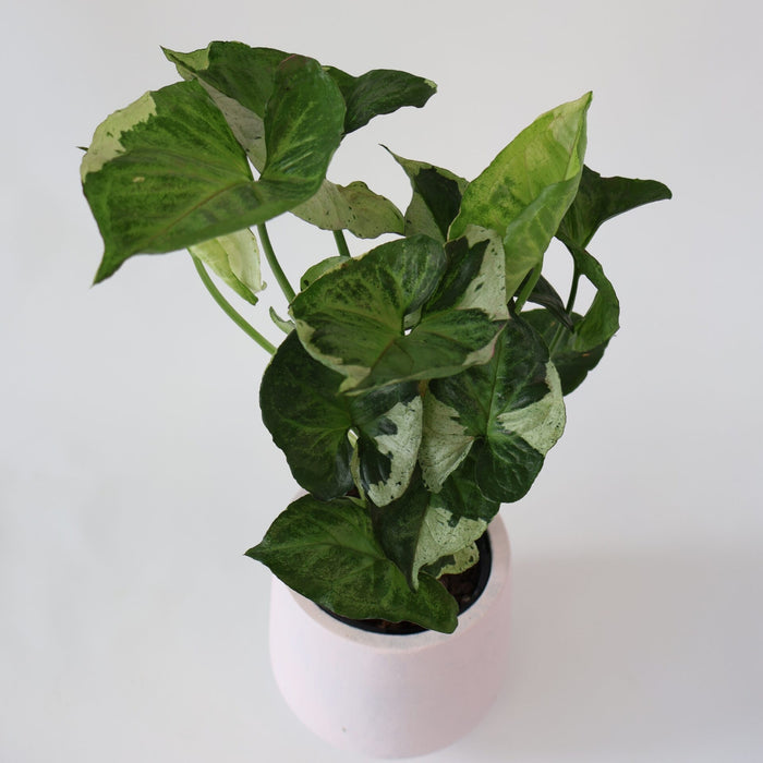 Syngonium Purple Butterfly 125mm