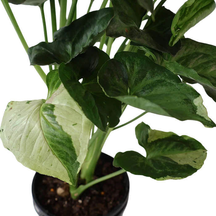 Syngonium Purple Butterfly 125mm