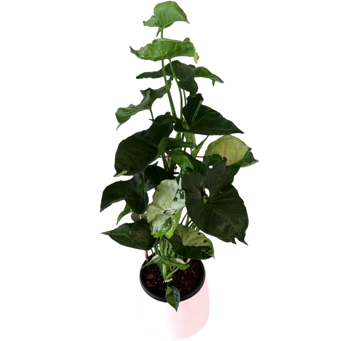 Syngonium Purple Butterfly 125mm