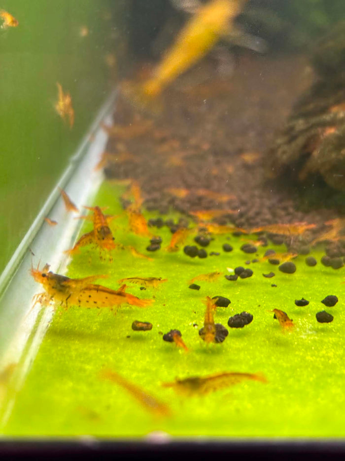Tangerine Tigers