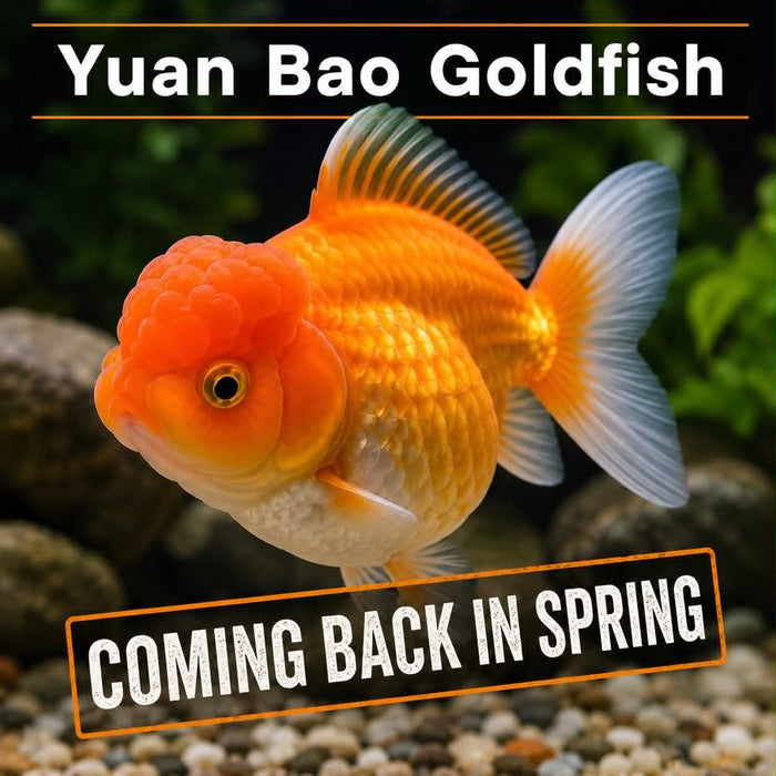 Yuan Bao  Goldfish
